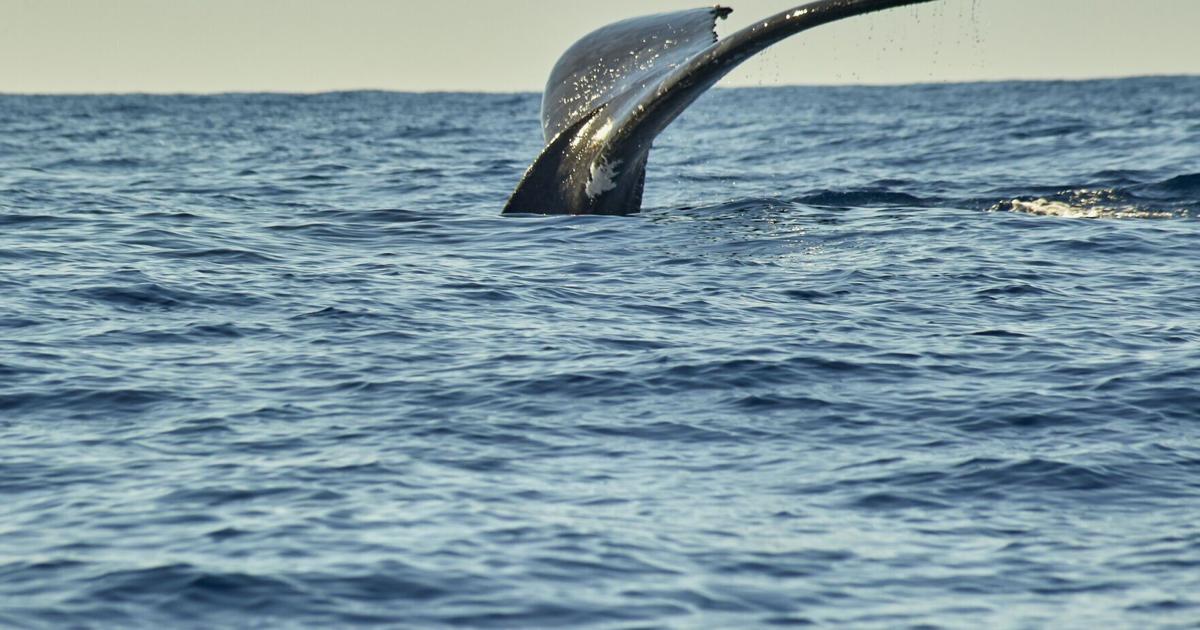 Oregon summer whale watch weekend set for July 2930 Oregon summer whale watch weekend set for July 2930