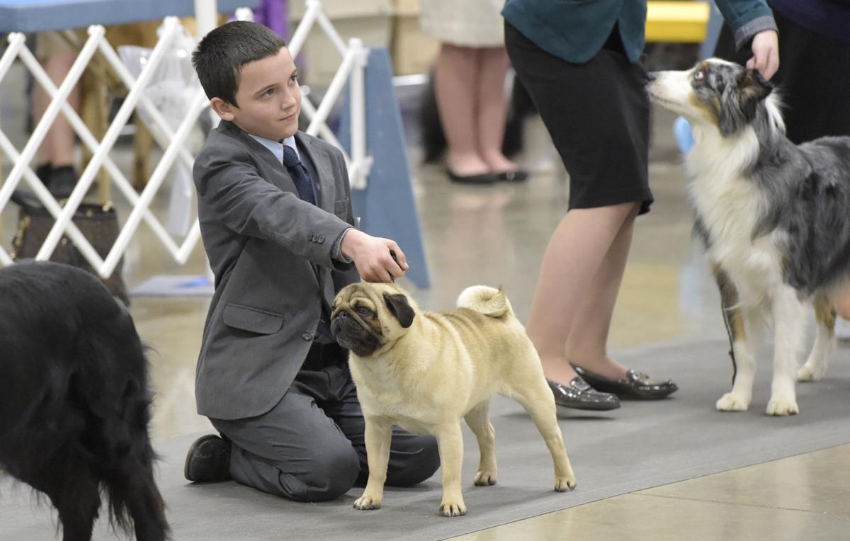 Exhibitors descend on Albany for canine competition | Albany
