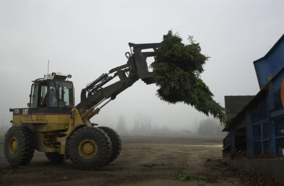 011821-adh-nws-Flashback tree recycle