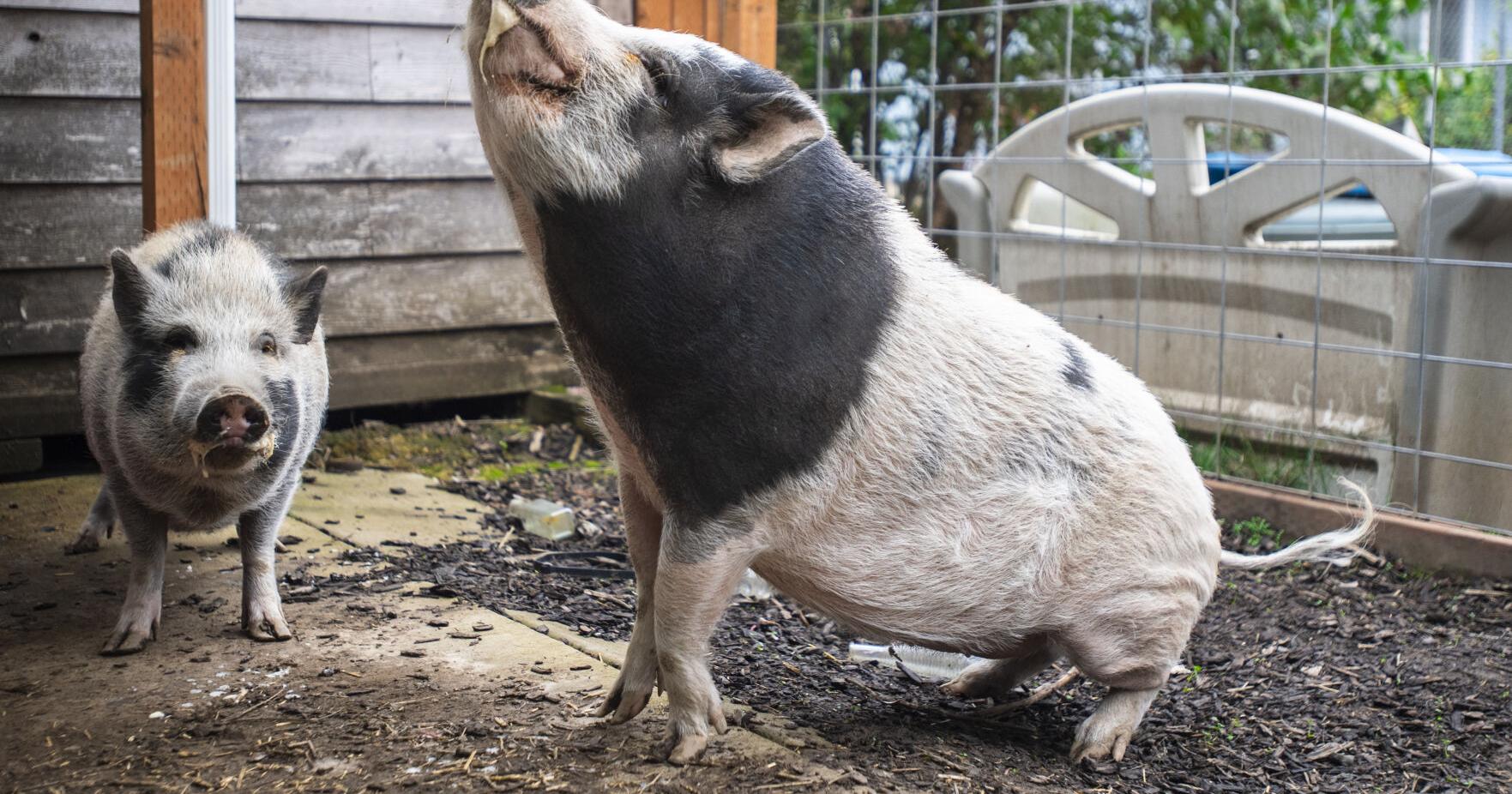 Fate of two pet pigs rests on Albany city code - Vimarsana News