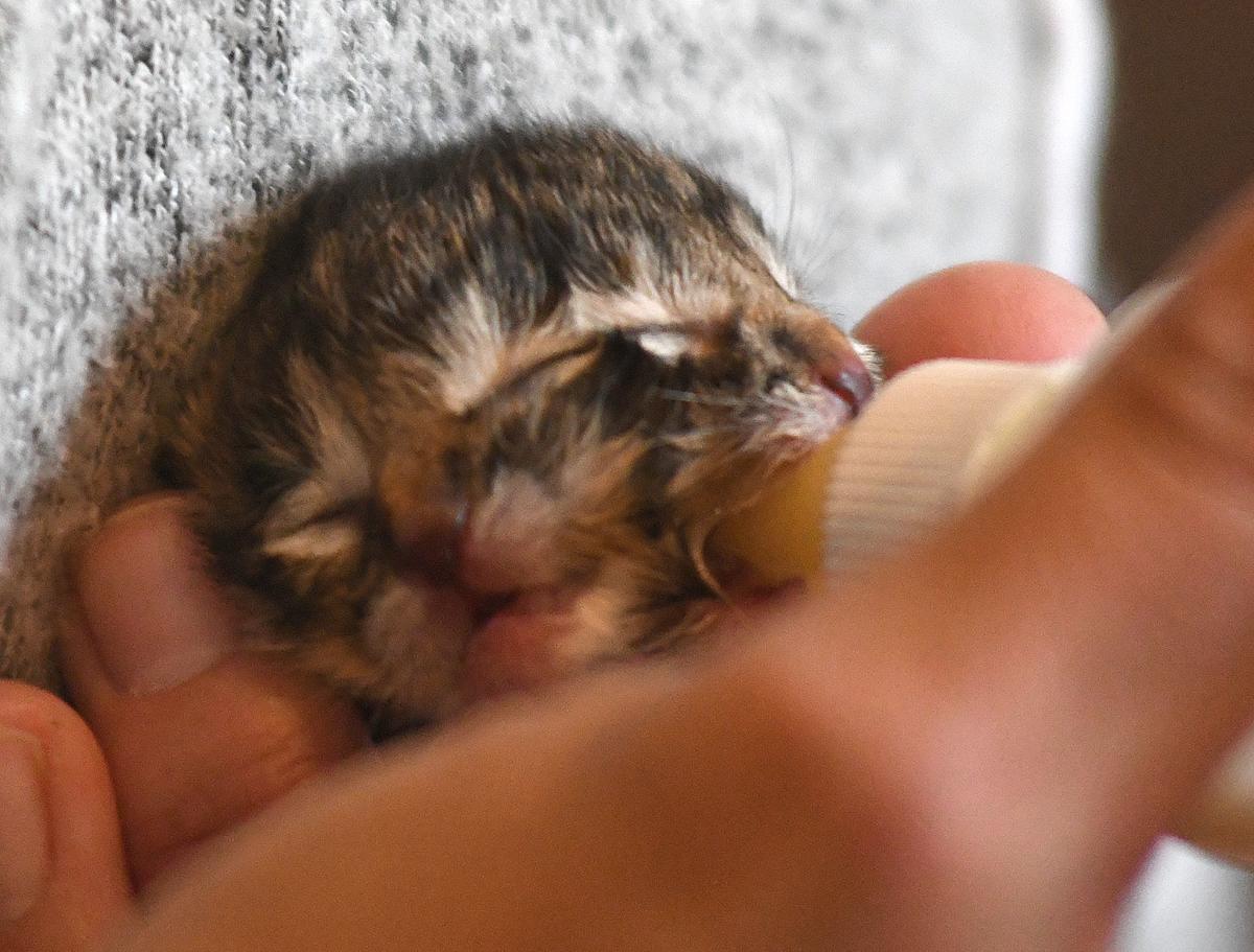 052220-adh-nws-Two Faced Kitten03-my