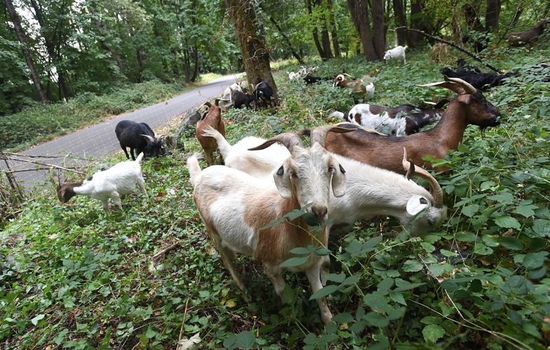 090116-adh-nws-Goats02-my
