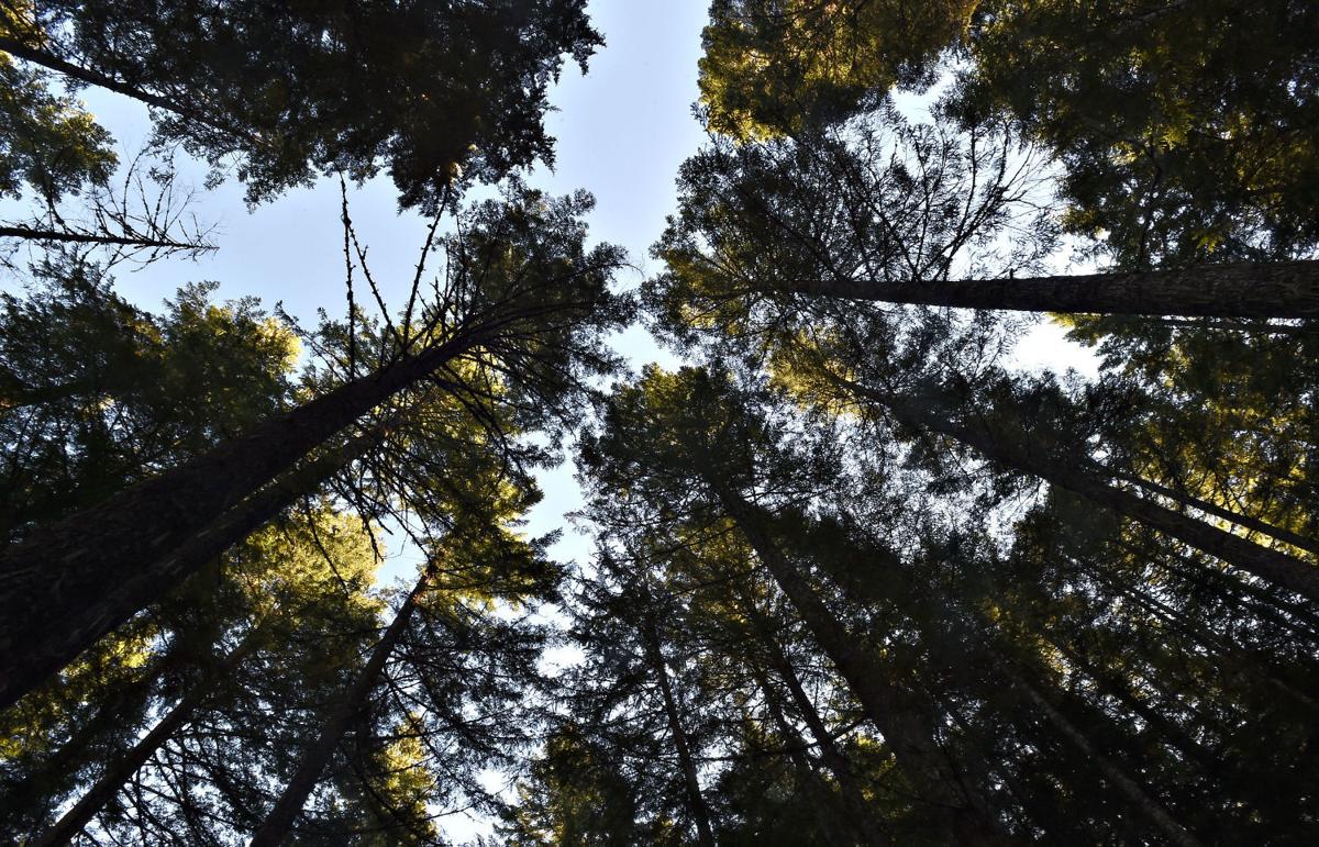 Santiam State Forest
