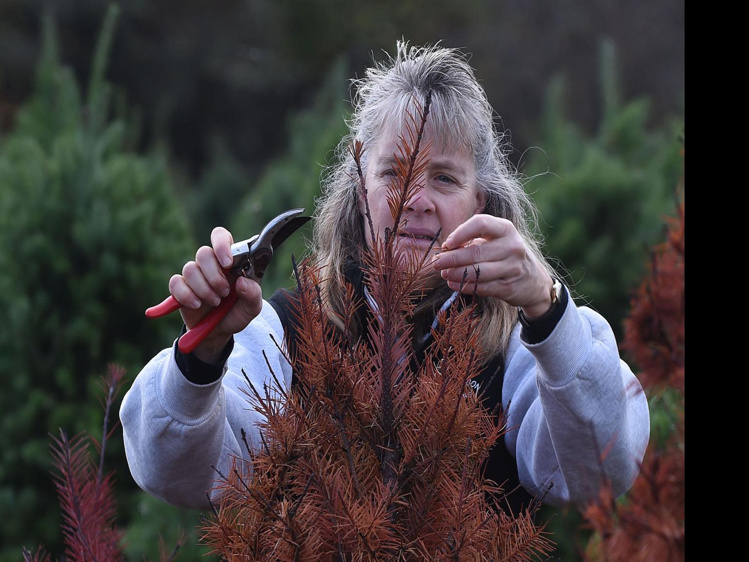 Christmas Tree Permits 2021 Corvallis Oregon