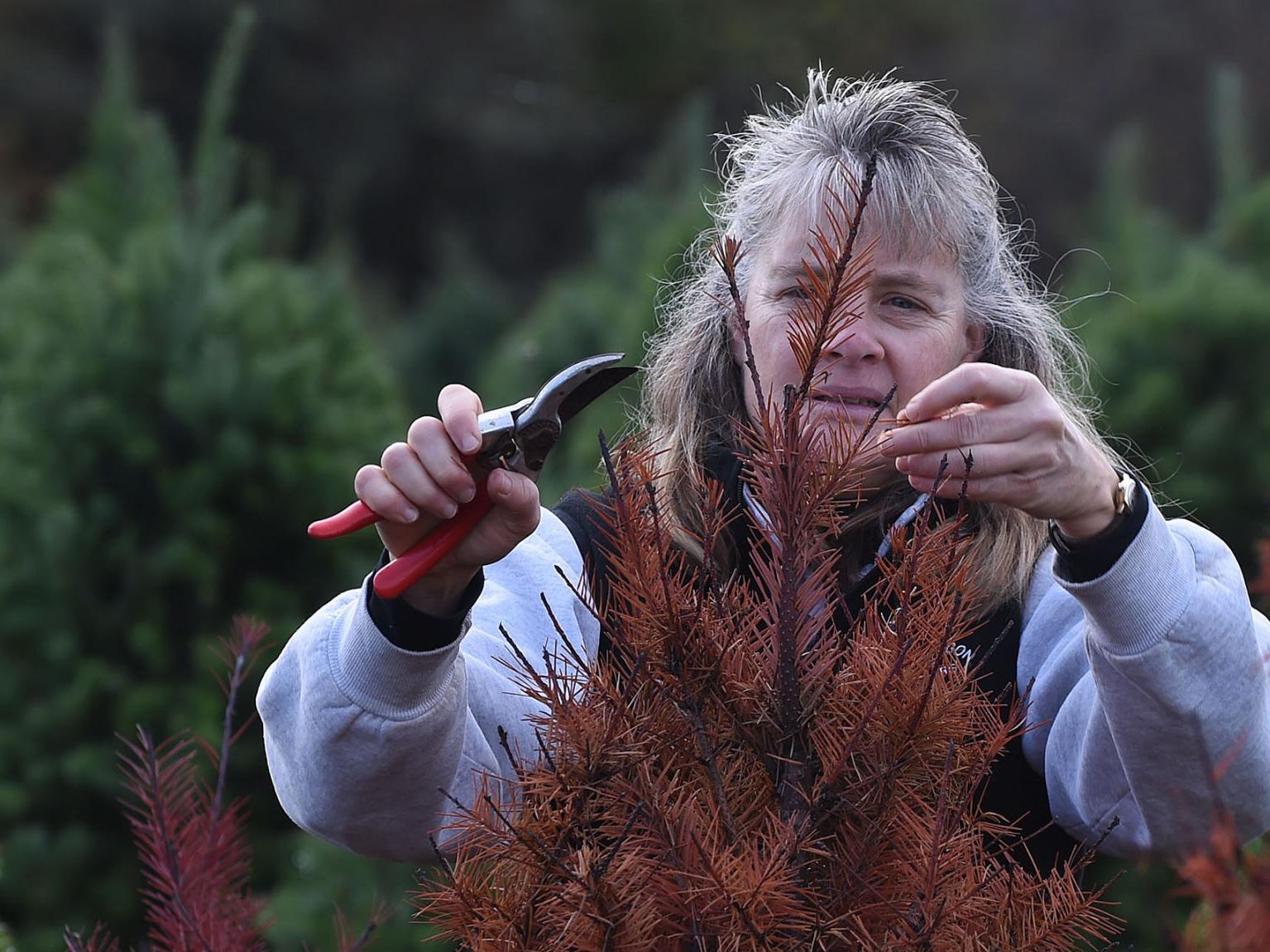 Local Trees To Distant Lands Local Democratherald Com Christmas Tree Permits 2021 Corvallis Oregon