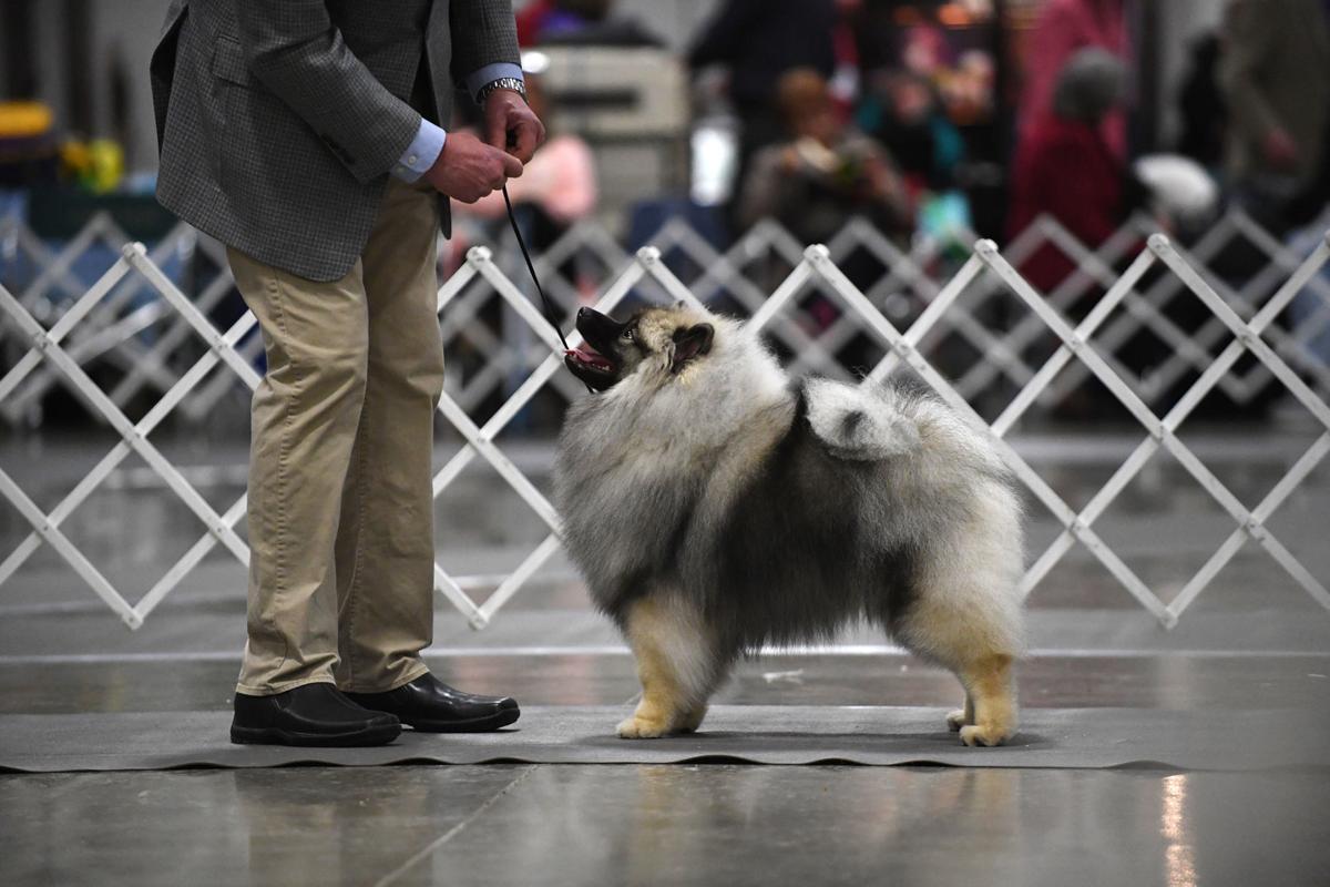 Gallery American Kennel Club All Breed Dog Show Photo Gallery