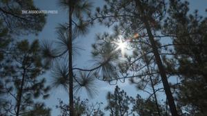 Prescribed burns are helping restore ecosystem native to the Southeastern U.S.