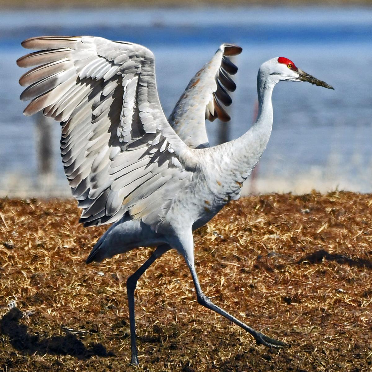 Sandhill crane