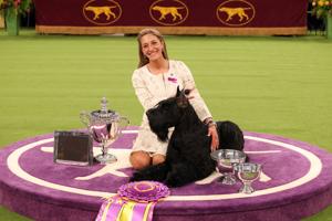 Dog shows: What are the judges actually looking for?