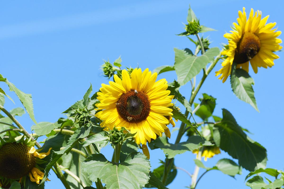 Sunflowers in Corvallis
