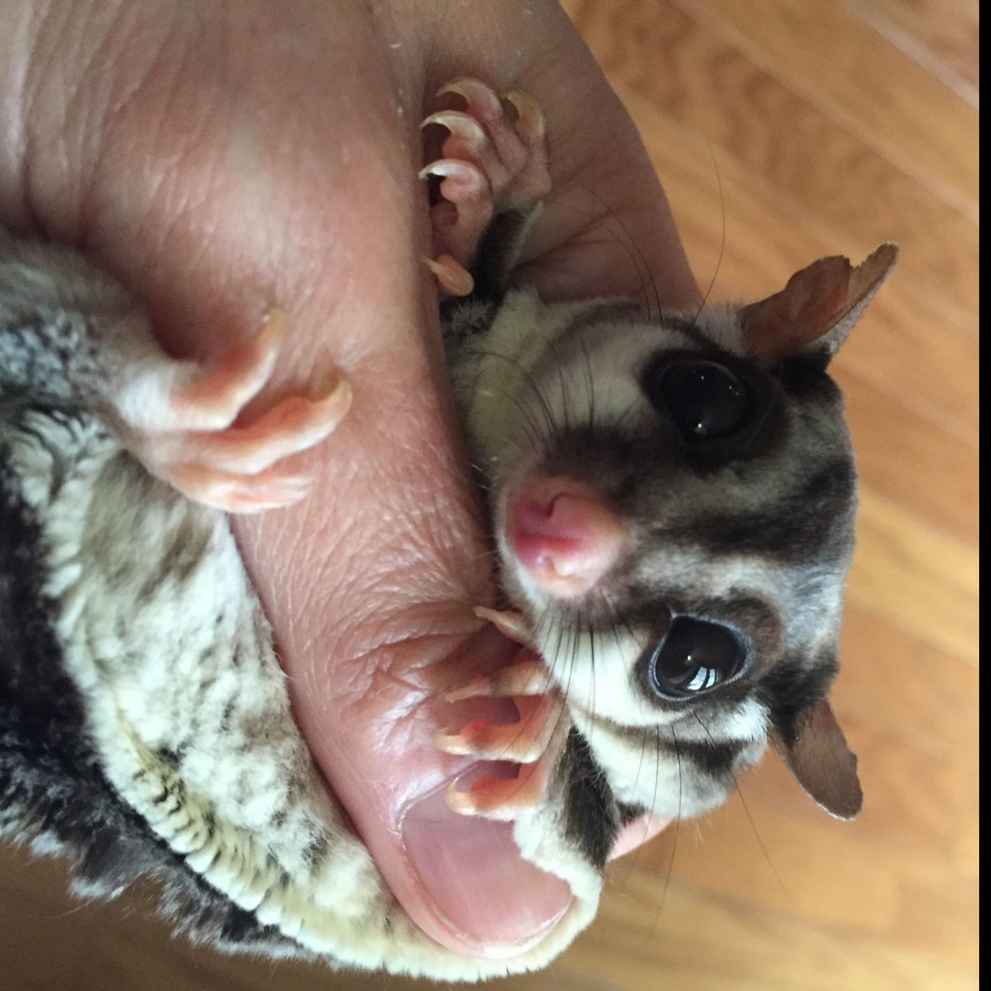 Sugar Gliders A Low Maintenance Interactive Pet Special Sections Democratherald Com