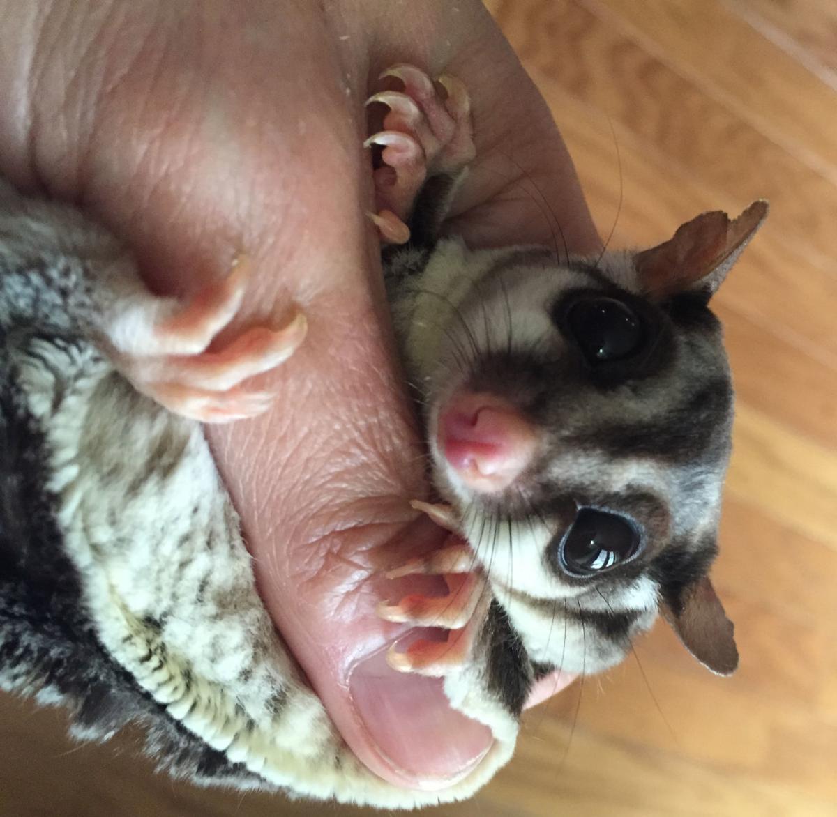 Sugar Gliders a low maintenance, interactive pet | Special Sections