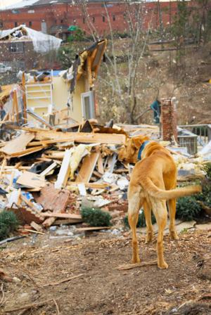 Natural disaster preparedness includes our pets