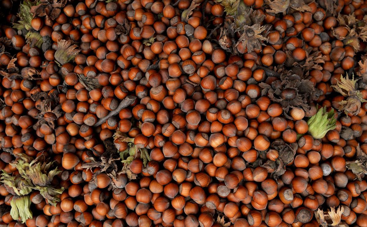 Hazelnut production booming in mid-valley  News 