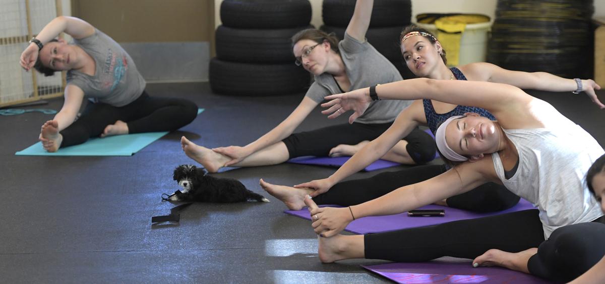 Downward Dogging Safehaven Adds Puppy Yoga Local Democratherald Com