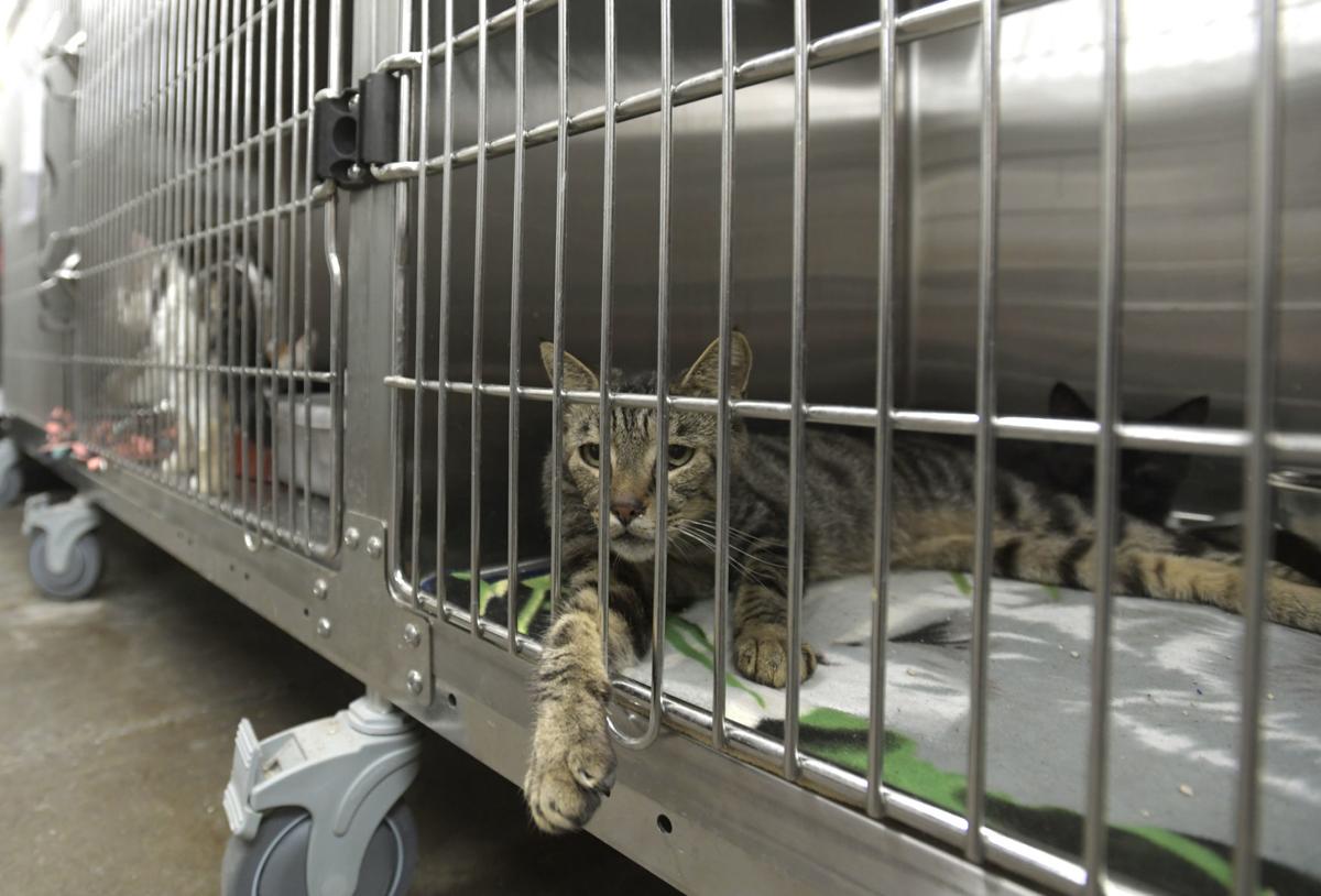 Safehaven Shelters 34 Neglected Cats Local Democratherald Com