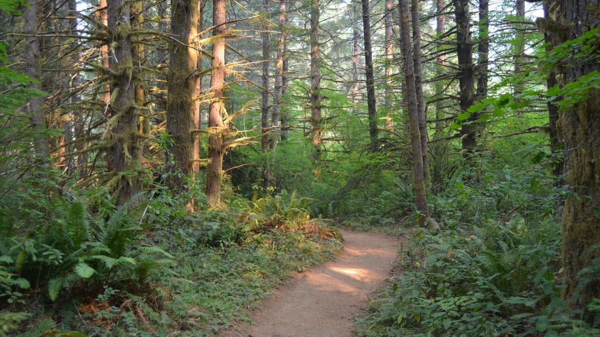 Alsea Falls Trail: Forest
