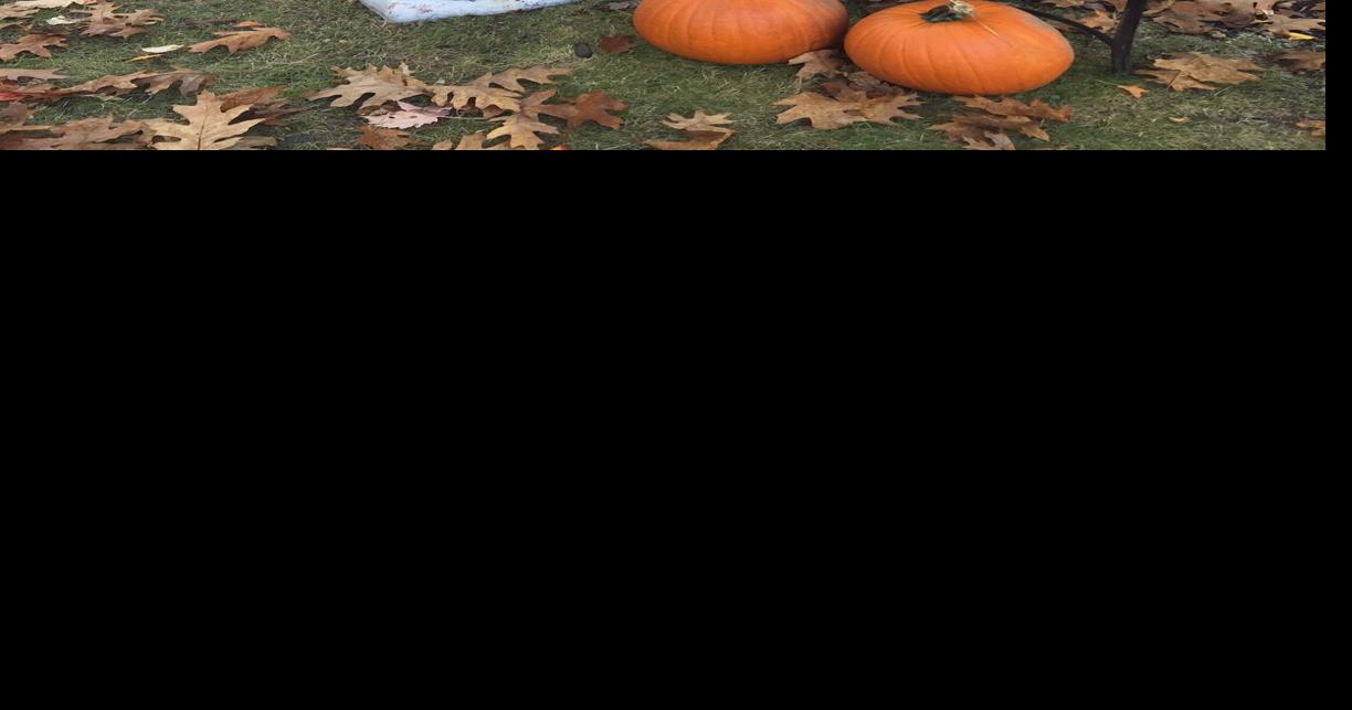Spudcrows on display | Derry News | derrynews.com