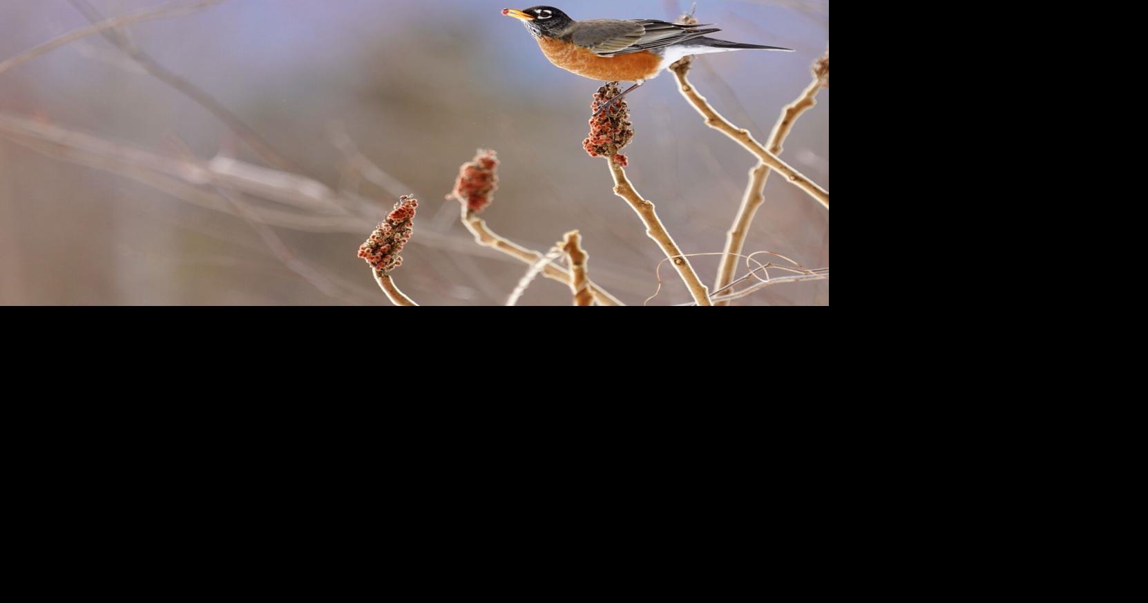 Join annual Backyard Winter Bird Survey
