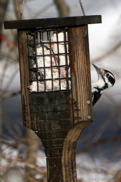 Audubon Center Offers Winter Activities Lifestyles Derrynews Com
