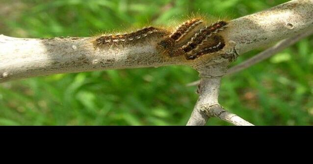 State issues warning on browntail moths | News | derrynews.com