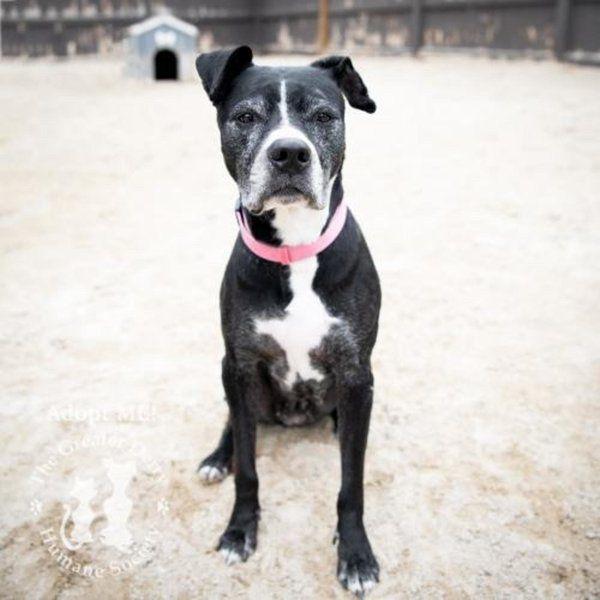 Pet Of The Week Lifestyles Derrynews Com