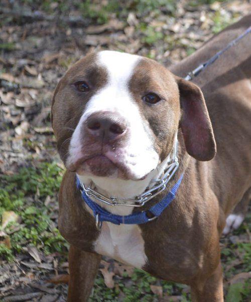 PET OF THE WEEK