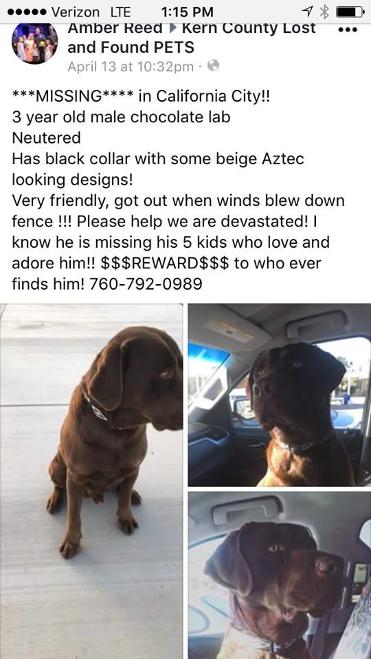 missing chocolate lab