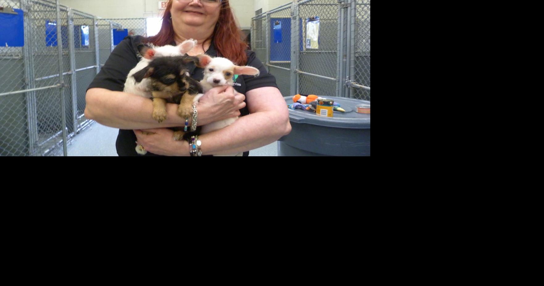 DeSoto animal rescue efforts active News