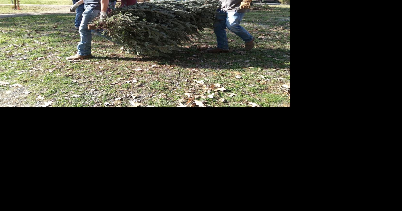 Picking the right tree can be a “Merry” time | News | desototimes.com