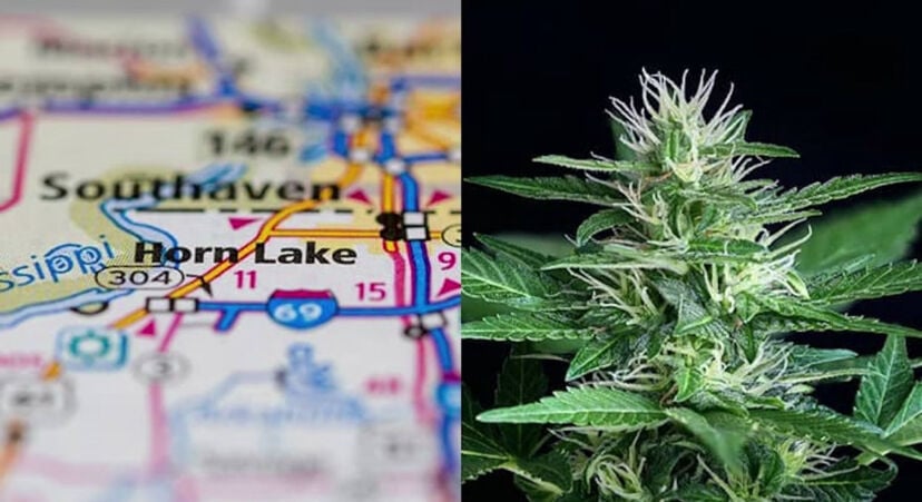 Survey shows more than 70 percent of residents support allowing medical cannabis dispensary in Southaven