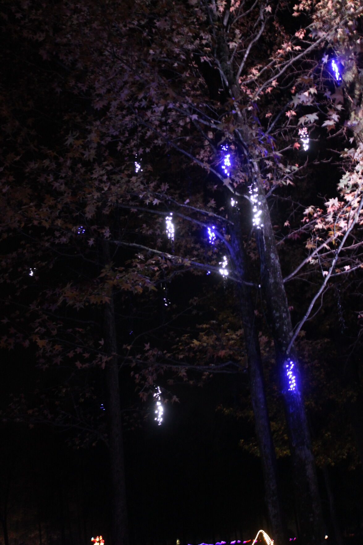Southaven Ms Christmas Lights 2022 Southern Lights In Southaven's Central Park | News | Desototimes.com