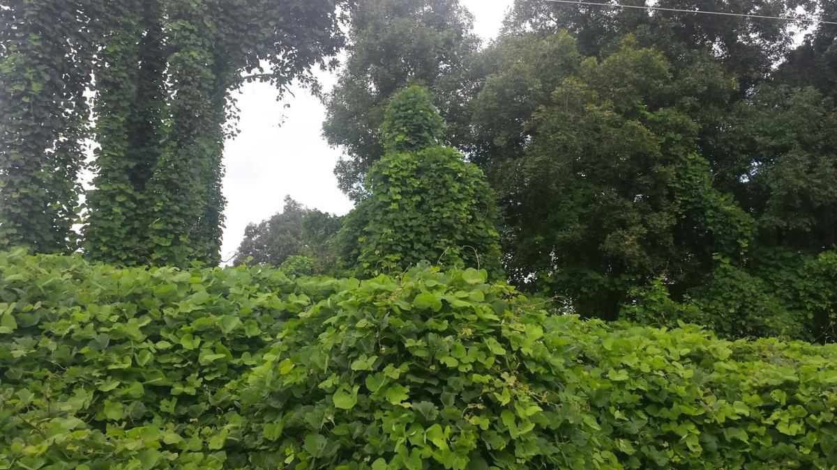 Creepy Crawly Kudzu Meets Its Match News Desototimes Com