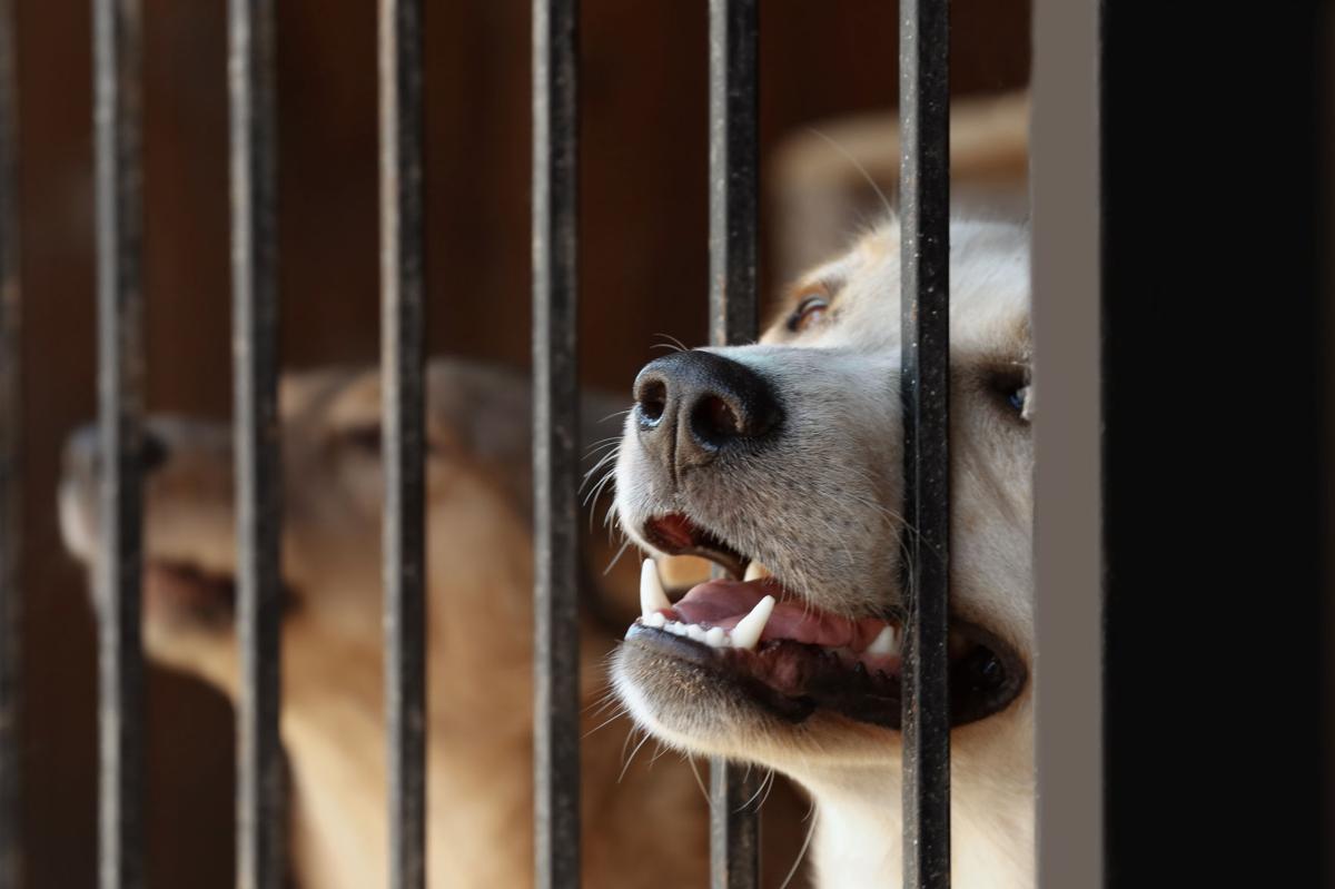 Flight To Hope For Homeless Desoto County Pets News