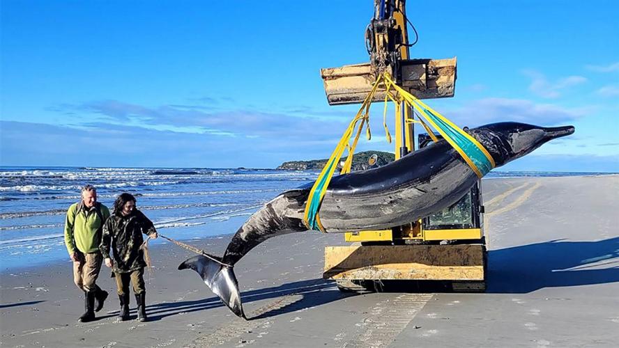 World’s rarest whale washes ashore in New Zealand National douglas