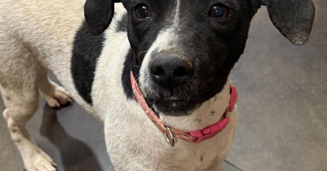 SCHS Column: Lolli longs to find her second chance at a home