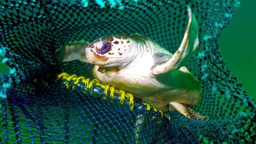 How new fishing tech can reduce bycatch of turtles and other creatures ...