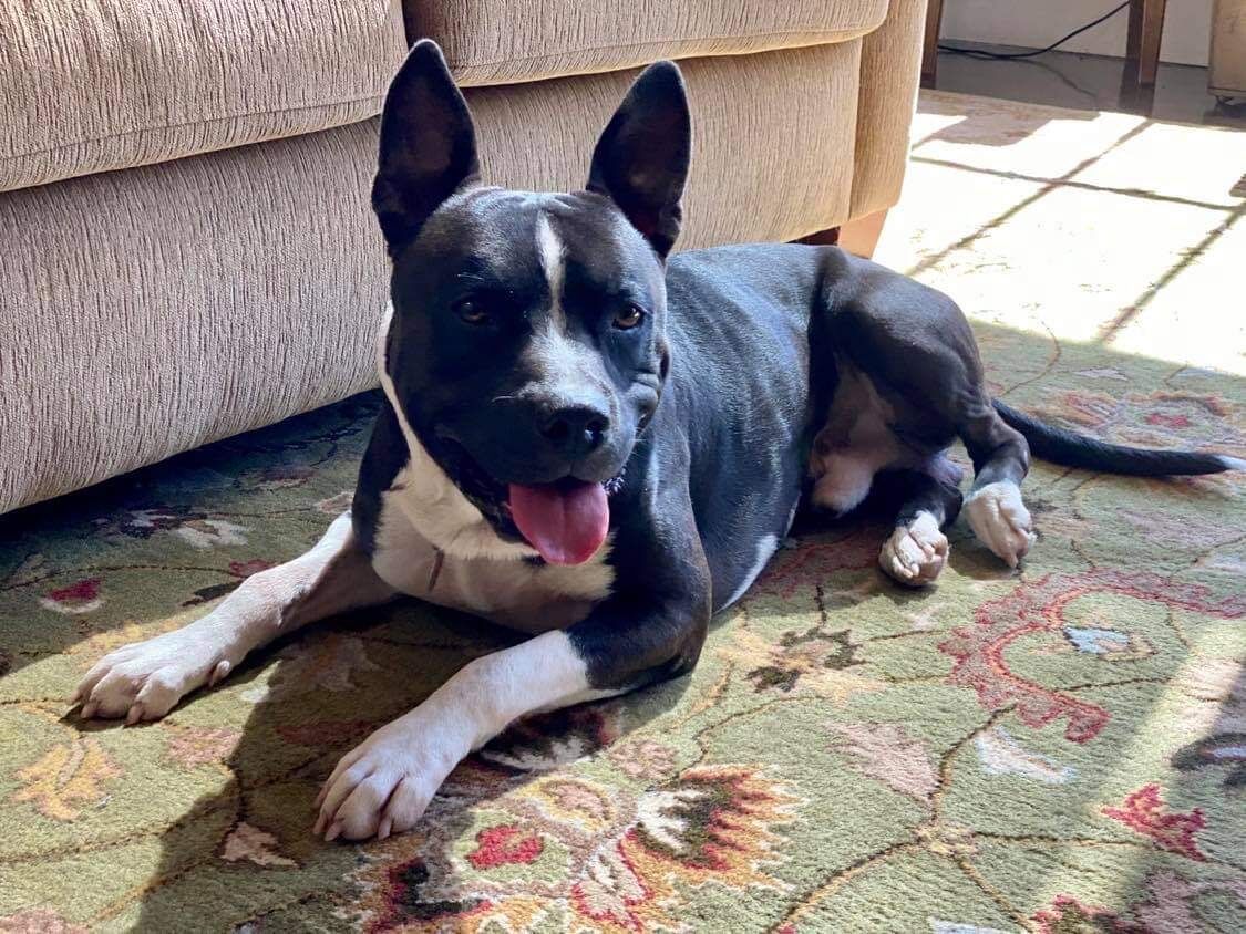 dog lovers blackburn