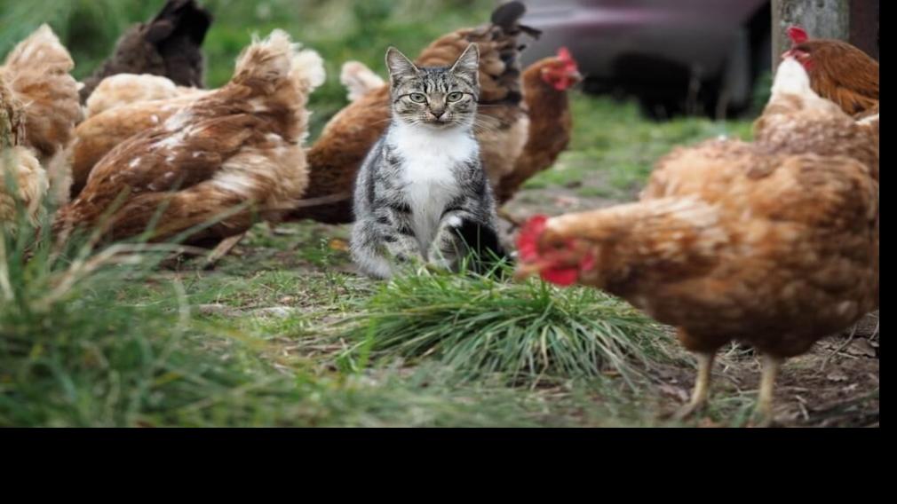 News duncanbanner com