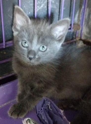 Kitty Corner: Kittens, cats ready to be 'purr-fect’ family addition