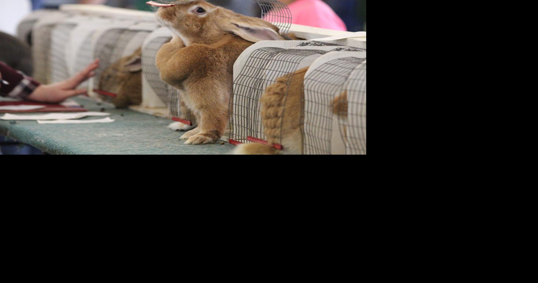 Hopping good competition – Stephens County Free Fair rabbit show ready ...