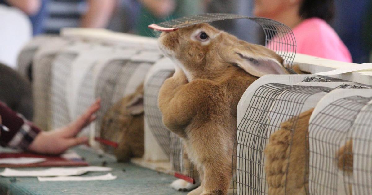 No State Fair Rabbits Hopping good competition β Stephens County Free Fair rabbit show ready ...