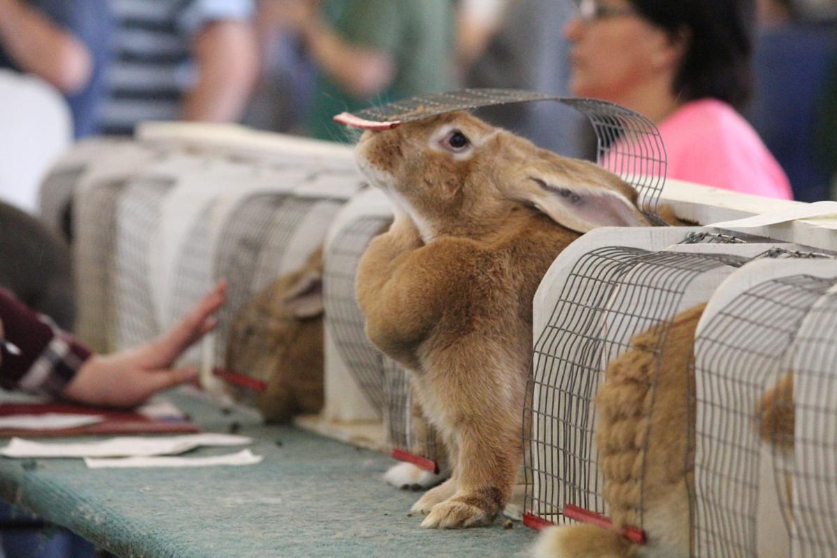 Hopping good competition Stephens County Free Fair rabbit show ready