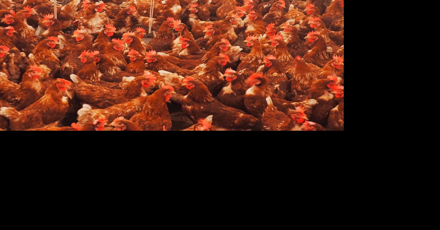 Oklahoma Voice: Federal judge denies settlements in Oklahoma’s decades-long poultry pollution lawsuit