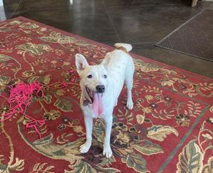 SCHS Column: Hearing impaired pup waits for an extra special person to love