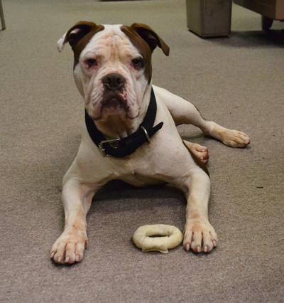 Not An Ordinary American English Bulldog Bubba Waits For A Family