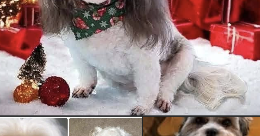 DPD seeking help after dogs, pet cremations stolen from local vet