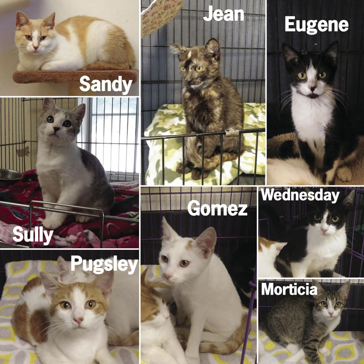 Schs Column Taking A Peek Into The Cattery With Kitty Korner