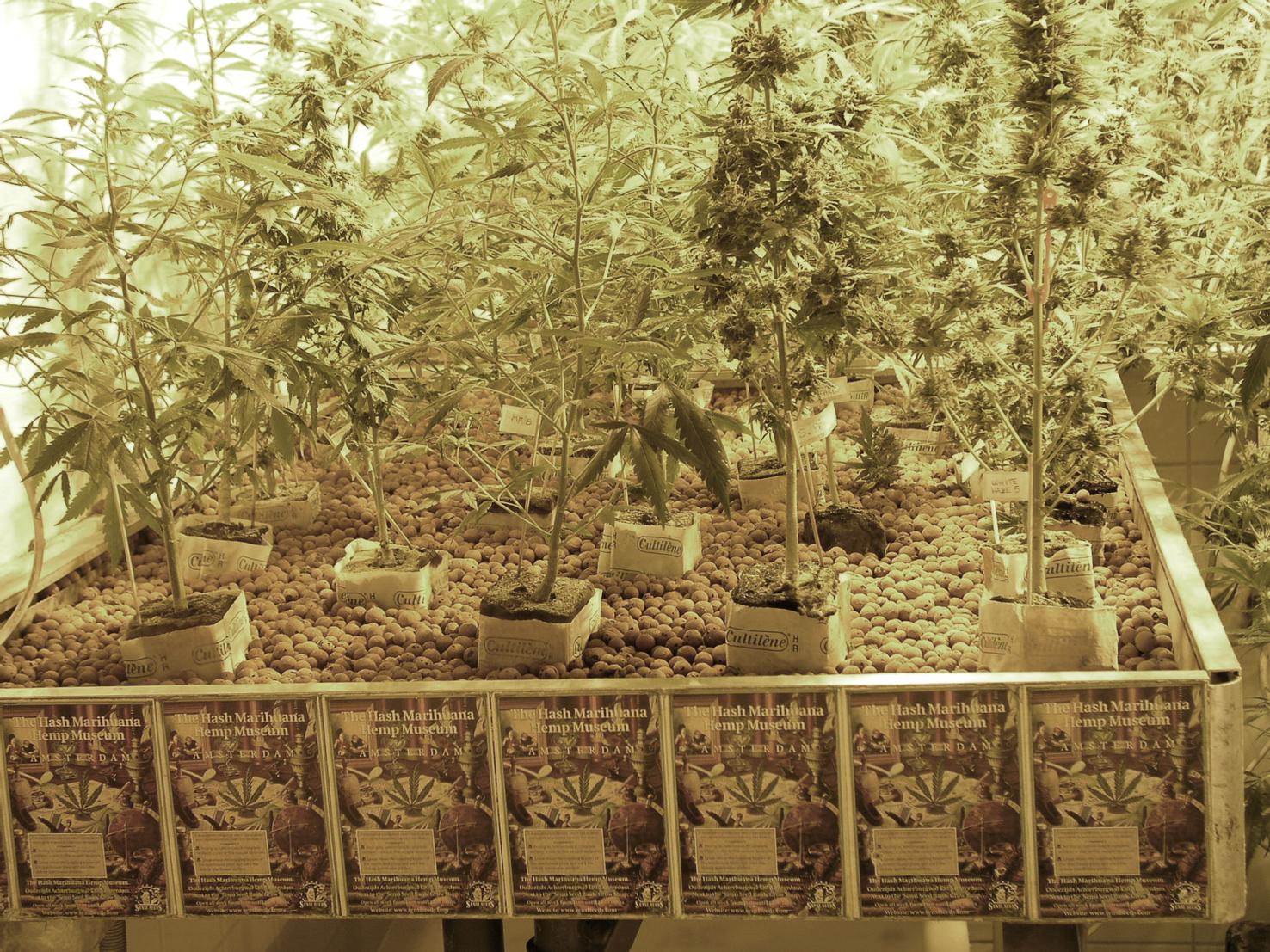 County Approves OMMA Form For Growers News Duncanbanner