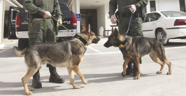 southern outpaws k9 training